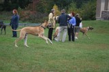 Remember, all 4 paws are supposed to stay on the ground-Highslide JS