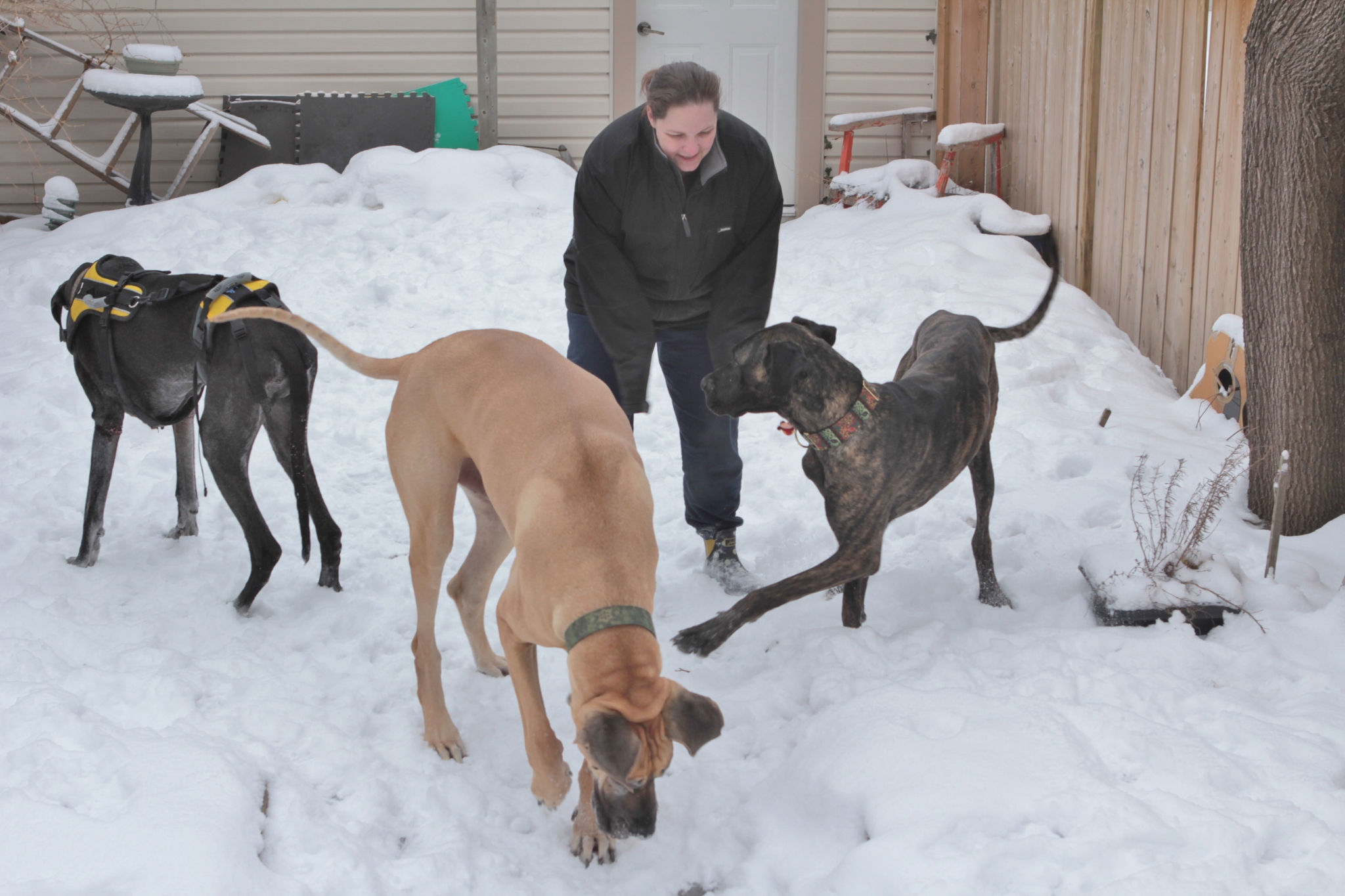 A backyard of happy dogs