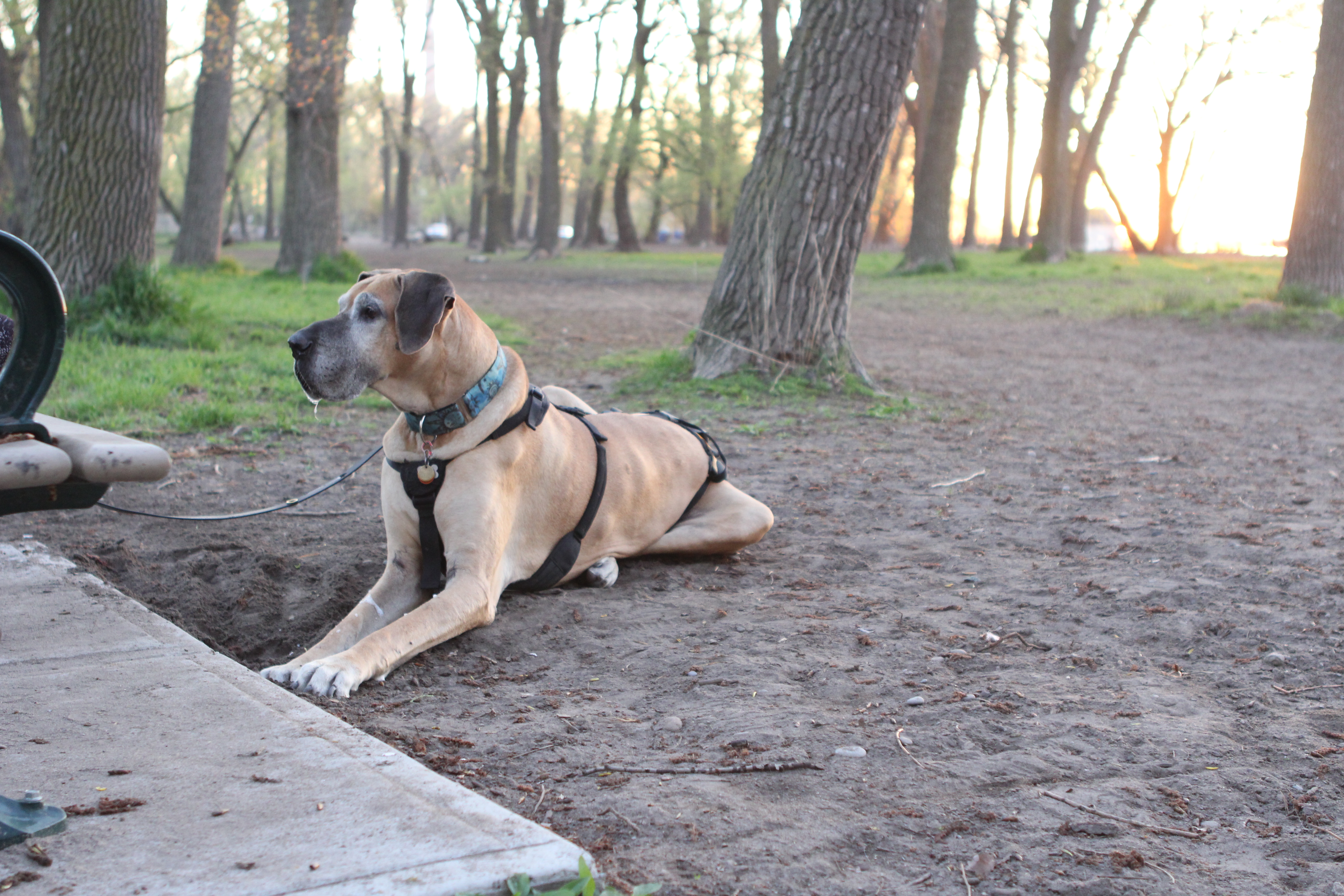 Danforth at Cherry Beach, waiting patiently for a treat.