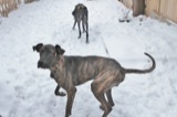 Guinness and Kitty play in the snow in the back.