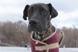 Guinness at his first Great Dane meetup.