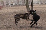 Guinness plays with a friend at Cherry Beach.