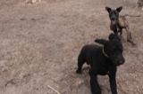 Guinness plays with a friend at Cherry Beach.