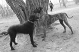 Guinness plays with a friend at Cherry Beach.