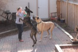 Guinness startles Sarah while playing with Danforth.