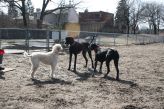 The girls at the leash-free park