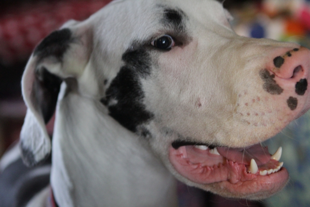 A full head of Polka