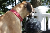 Danforth drinks from a fun fountain