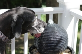 Kitty enjoys the fountain, too