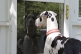 Polka sees me in the reflection