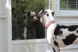 Polka sees himself in the reflection