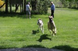 Polka chases Gideon