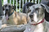 Gideon and Sady